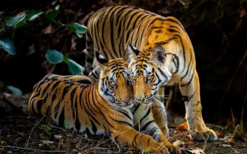 Tiger and Two Cubs Spotted in Gulberg Greens, Residents Told to Stay Indoors